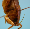 CollectionObject 1542680; 24a158c9-1cc9-467f-9b39-fe6663e8f3ed: male, pronotum lateral view (holotype). (CollectionObject).