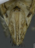 Ovipositor: !! display not done !! on Turrutus socialis (Flor, 1861): Ovipositor. (Observation).
