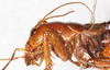 CollectionObject 1533014; 560ef361-7453-4b90-8710-1739ebaf32d0: male head and pronotum, lateral view. (CollectionObject).