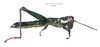 Pararhicnoderma laselvae Rowell, 2012: male, lateral view. (Otu).