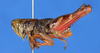 CollectionObject 1535732; 2d0bb64d-5ca3-4a65-b1fd-5a5b02c68a46: male, lateral view (syntype). (CollectionObject).