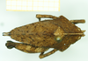 CollectionObject 1585768; 08c13fe3-1bc1-4da2-9b46-f30d14a001ff: female, dorsal view (syntype). (CollectionObject).