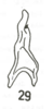 Stylus on Cumora (Cumora) williamsi (Menezes, 1974): (Observation).