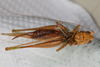CollectionObject 2396761; 33d923b4-d82a-4525-9519-088de10081a9: female, ventral view (syntype). (CollectionObject).