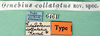 CollectionObject 1500732; c1764ff6-18c3-44d0-805e-cc724f1283aa: labels (holotype). (CollectionObject).