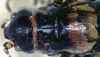 Polysarcus elbursianus (Uvarov, 1930): female head and pronotum, dorsal view (paratype). (Otu).