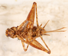 CollectionObject 1523708; c178c294-ee21-41d2-8f00-905cad2ac003, ANSP1093: female, ventral view (holotype). (CollectionObject).