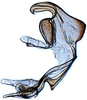 Aedeagus, lateral view on Bundera onukiiformis Dietrich, Nguyen & Pham, 2020: holotype. (Observation).