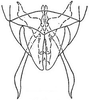 Subgenital plate: !! display not done !! on Arundanus nacreosus (Crumb, 1915): genital capsule, ventrally. (Observation).