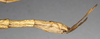 CollectionObject 1558198; NMW 870''', 734ce838-f175-4c02-9d9b-a14cd30e4bec: copyright NMW, Vienna. female: end of abdomen, lateral view of synonym Acrophylla phyllocerca (paralectotype). (CollectionObject).