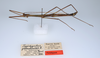 CollectionObject 1561593; f8adc9d0-e098-44fe-a45a-ad51d073dc55: copyright ZMUH, Hamburg. male, dorsal view (holotype). (CollectionObject).