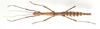 CollectionObject 1584040; 134bbe8b-6d78-41fd-9274-1557bbcbc6b3: copyright MNHN, Paris. female (holotype). (CollectionObject).