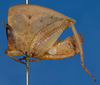 Phyllochoreia ramakrishnai Bolívar, 1914: female, lateral view. (Otu).