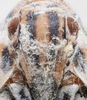 Head on Bythopsyrna tineoides (Olivier, 1792): (Observation).