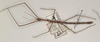 CollectionObject 1557975; ce4627cc-215c-49b8-89ef-d2c6d1c16915: copyright OUMNH. male (holotype). (CollectionObject).