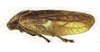 Habitus, lateral view on Bradypteroscarta infuscata Lallemand, 1949: (Observation).
