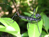 CollectionObject 1563601; 0c0ecf43-f7c5-4fc0-a2ed-266628527e04: copyright Mikhail Berezin. male (paratype), in nature. (CollectionObject).;CollectionObject 1563602; eba09e85-baf6-467e-a0b8-16682d25d996: copyright Mikhail Berezin. male (paratype), in nature. (CollectionObject).