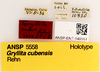 CollectionObject 1522897; a885a0a3-9eb7-41e3-955d-d002fbfbc915: Male, labels (holotype). (CollectionObject).