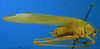 male, lateral view (paratype). Depicts CollectionObject 1571948; fe4ba427-c87c-4cf9-b2ce-0047fe41c11f, a CollectionObject.
