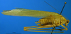 CollectionObject 1571948; fe4ba427-c87c-4cf9-b2ce-0047fe41c11f: male, lateral view (paratype). (CollectionObject).