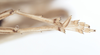 CollectionObject 2733255; ac9853c5-774a-4f7f-a9f7-2025cd42119f: (CollectionObject).