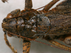 CollectionObject 1577121; 96692933-f22b-4b61-b2e3-41807286870a: female pronotum, dorsal view. (CollectionObject).