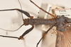 CollectionObject 1562044; a67b131b-87db-4825-82d2-6101bda753bd: copyright OUMNH. female: head & thorax, dorsal view of Phasma (Necroscia) curtipes (holotype). (CollectionObject).
