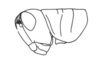 Neopedies noroestensis Ronderos, 1991: Fig. G. female head and pronotum of female, lateral view. (Otu).
