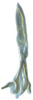 Aedeagus, ventral view: !! display not done !! on Maiestas systenos (Dash & Viraktamath, 1998): dorsal view. (Observation).