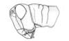 Argemiacris platicercis Ronderos, 1978: Fig. 51. female, head and pronotum, lateral view. (Otu).