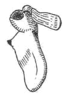 Sphaeropyga striolata (Redtenbacher, 1892): Fig. 102. male left cercus. (Otu).