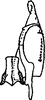 Subgenital plate, ventral view on Eupteryx (Stacla) Dworakowska, 1969: Subgenital plate, stylus and connective. (Observation).