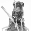 CollectionObject 1524469; 37ca632e-4d66-48f6-b67b-128a89b8053b: female, frontal view (holotype). (CollectionObject).