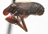 Habitus, lateral view: (Observation).