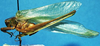 CollectionObject 1499313; d7bddc8a-3e91-4ff5-b2aa-b66389e8c1e8: male, lateral view (holotype). (CollectionObject).