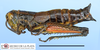 CollectionObject 1565185; f90ec6a2-9e28-4391-be81-80a4ebe692b5, MLP2376/16: female, lateral view (paratype). (CollectionObject).
