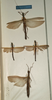 CollectionObject 1560383; NMW 1141'', 1146bad5-c9fd-4772-a1e9-12803cb0653b: copyright NMW, Vienna. male and female (syntypes). (CollectionObject).