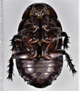CollectionObject 1618727; f214703f-c00b-4387-996c-7fdfd558e556: (CollectionObject).