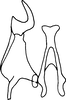 Stylus: !! display not done !! on Neophlepsius (Neophlepsius) gracilis (Osborn, 1923): Stylus (N. phlorus). (Observation).
