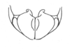 Ceuthophilus (Ceuthophilus) peninsularis Rehn & Hebard, 1914: Fig. 756. male subgenital plate. (Otu).