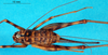 CollectionObject 1500988; 4d6e407f-b185-45d9-8cc4-88000d20b84a, DORSA BGphaaffS01: female, dorsal view (holotype of Phaeophilacris affinis). (CollectionObject).