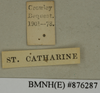 CollectionObject 1572937; 33eb436c-0c1c-4520-b7ec-d5e893682b9b: Copyright Natural History Museum, London. Labels from non-type (adult male) in BM(NH). (CollectionObject).