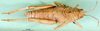 CollectionObject 1502037; c50d5f1e-1215-4d47-bbec-2d4e79518309: female, dorsal view (paratype of Glyphotmethis heldreichi rubrescens). (CollectionObject).