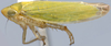 Habitus, lateral view: Gloridonus (Ballana) caliperus, laterally (INHS). (Observation).