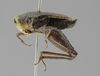 CollectionObject 1507319; 7480960c-1066-46ec-9551-27b059c931cf: male, lateral view (lectotype). (CollectionObject).