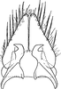 Subgenital plate: Subgenital plate. (Observation).