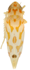 Habitus, dorsal view: Habitus (MSU collection). (Observation).