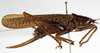 CollectionObject 1529607; 6e7a3d7d-dbe6-4b9c-94a6-bf4e3be57d4f: female, lateral view (holotype). (CollectionObject).