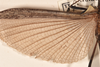CollectionObject 1561454; 23e893d9-9a73-41bd-bcdb-62c55e4010cc: copyright OUMNH. female wings (syntype). (CollectionObject).;CollectionObject 1561455; d4690fb8-82db-4776-a5e6-00b5fb32a05f: copyright OUMNH. female wings (syntype). (CollectionObject).