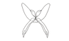 Eulampiacris luteifrons Carbonell & Descamps, 1978: Fig. 175. apex of endophallus, dorsal view. (Otu).